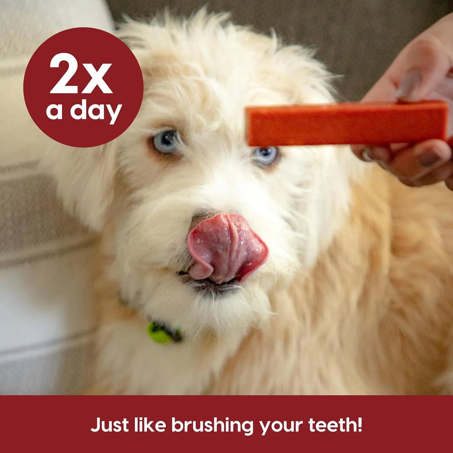 ARK NATURALS Protection  Brushless Toothpaste, Dog Dental Chews for Medium Breeds, Prevents Plaque & Tartar, Freshens Breath, 54oz, 1 Pack, Red