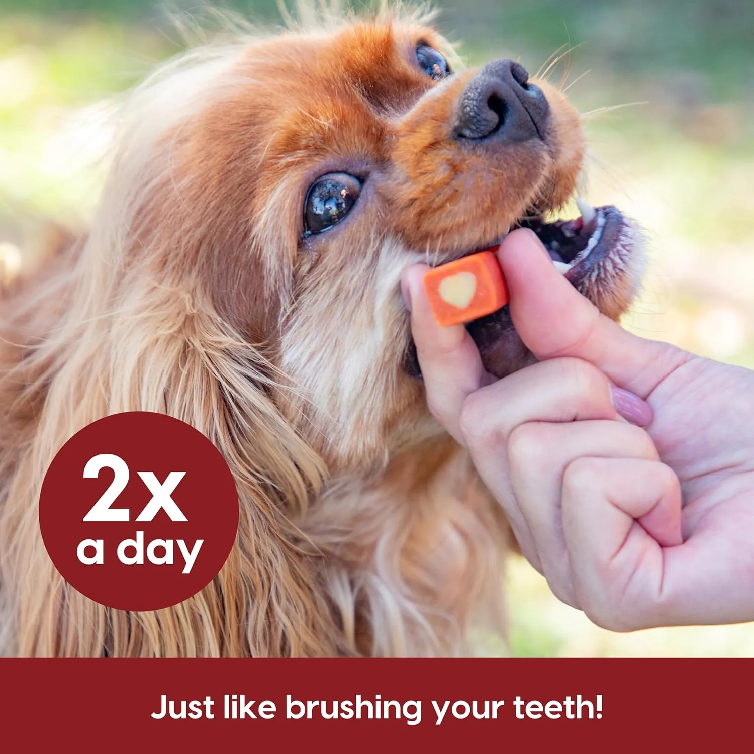 ARK NATURALS Protection  Brushless Toothpaste, Dog Dental Chews for Small Breeds, Prevents Plaque & Tartar, Freshens Breath, 35oz, 1 Pack, Red