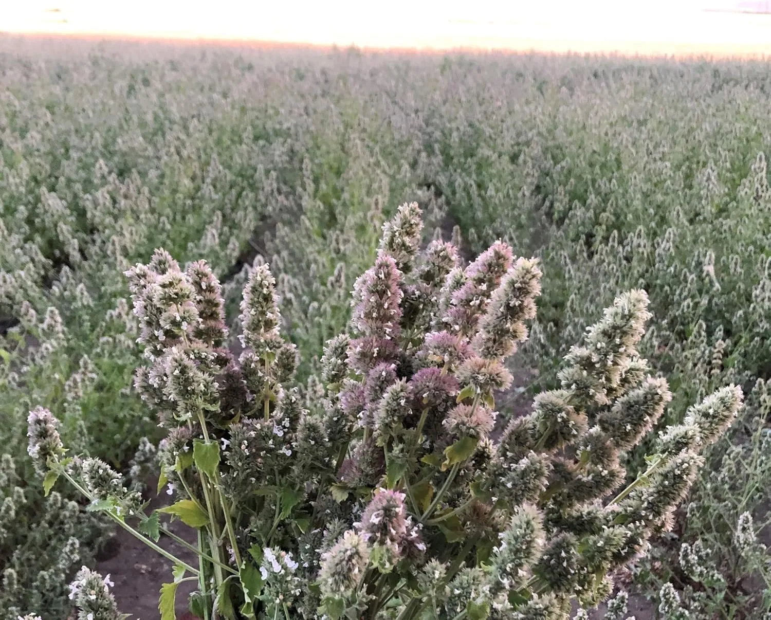 from The Field | 9 oz Catnip Leaf and Flower Bulk Bag | Organic, USA-Grown, High Potency Catnip for Cats & Kittens | Resealable, Long-Lasting, Natural Cat Treat for Play & Exercise