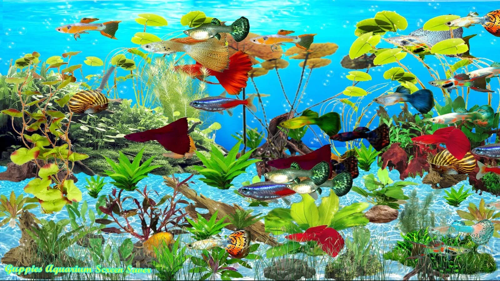 Guppies Aquarium Screen Saver [Download]