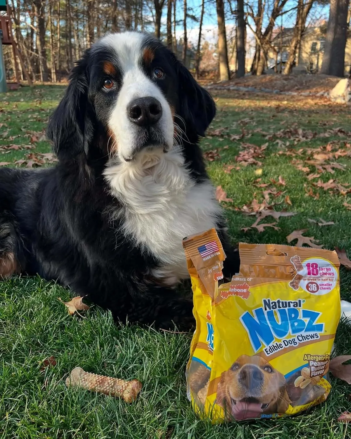 Nylabone Nubz Natural Edible Dog Chew Treats for Dogs, Long Lasting Dog Bones Made in USA, Peanut Butter Flavor Dental Chews, for Dogs Up to 50 lbs. (18 Count)