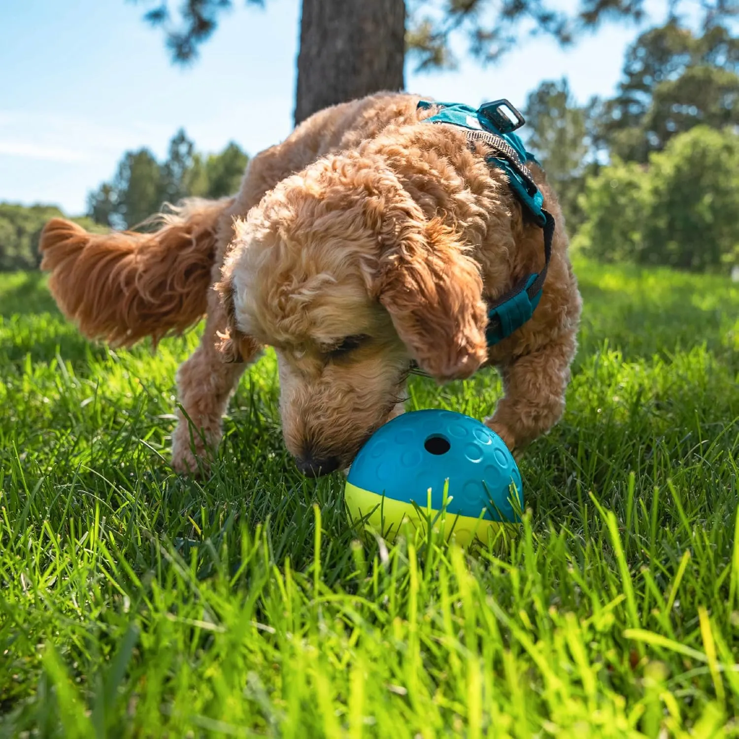 Outward Hound by Nina Ottosson Treat Tumble Interactive Puzzle Ball Dog Toy, Level 1 Beginner, Blue, Small