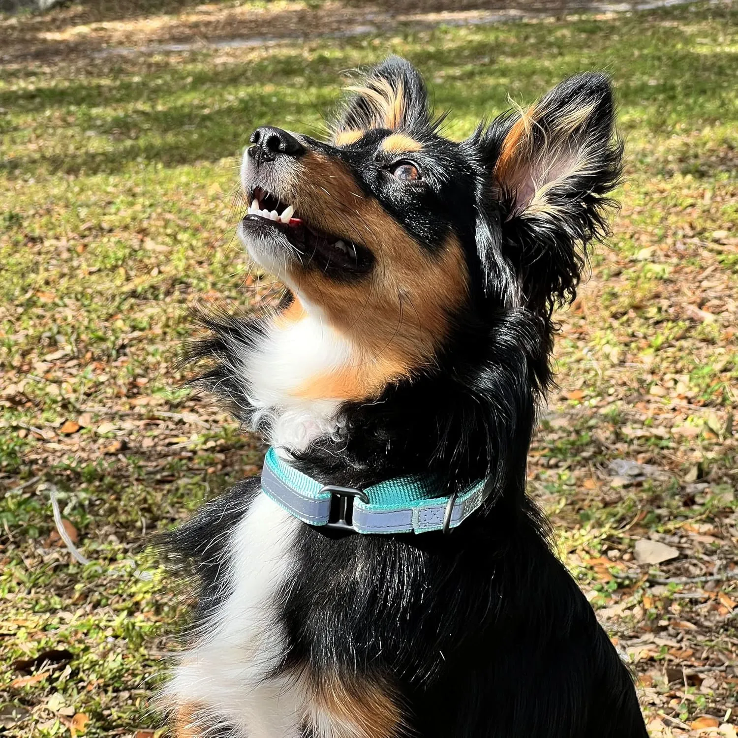 Pawtitas Personalized Dog Collar Martingale Dog Collar with Name Phone Number Reflective Martingale Dog Collar Customized Collar for Small Dogs | Teal Custom Dog Collars for Small Dogs