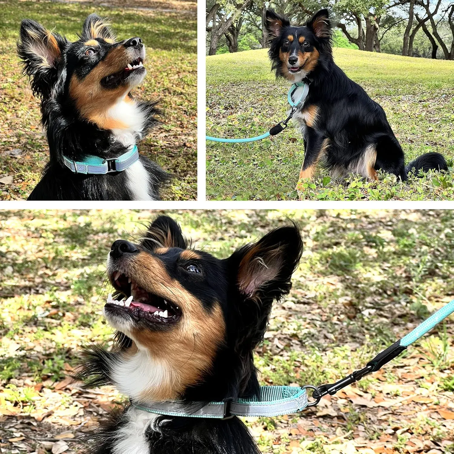 Pawtitas Personalized Dog Collar Martingale Dog Collar with Name Phone Number Reflective Martingale Dog Collar Customized Collar for Small Dogs | Teal Custom Dog Collars for Small Dogs