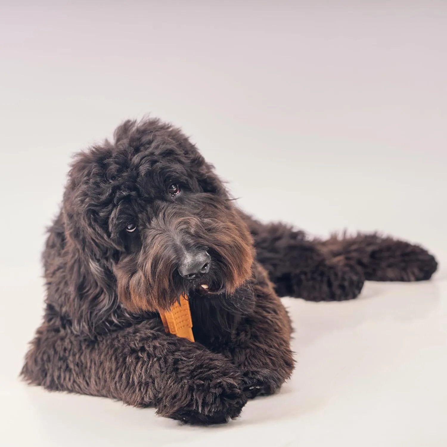 SPOT Bam-Bones Plus T Bone - Bamboo Fiber & Nylon, Durable Long Lasting Dog Chew for Aggressive Chewers  Toy for Dogs & Puppies Under 90lbs, Non-Splintering, 7in, Allergen Free Peanut Butter Flavor