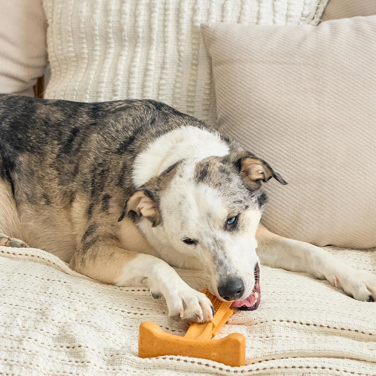 SPOT Bam-Bones Plus T Bone - Bamboo Fiber & Nylon, Durable Long Lasting Dog Chew for Aggressive Chewers  Toy for Dogs & Puppies Under 90lbs, Non-Splintering, 7in, Allergen Free Peanut Butter Flavor