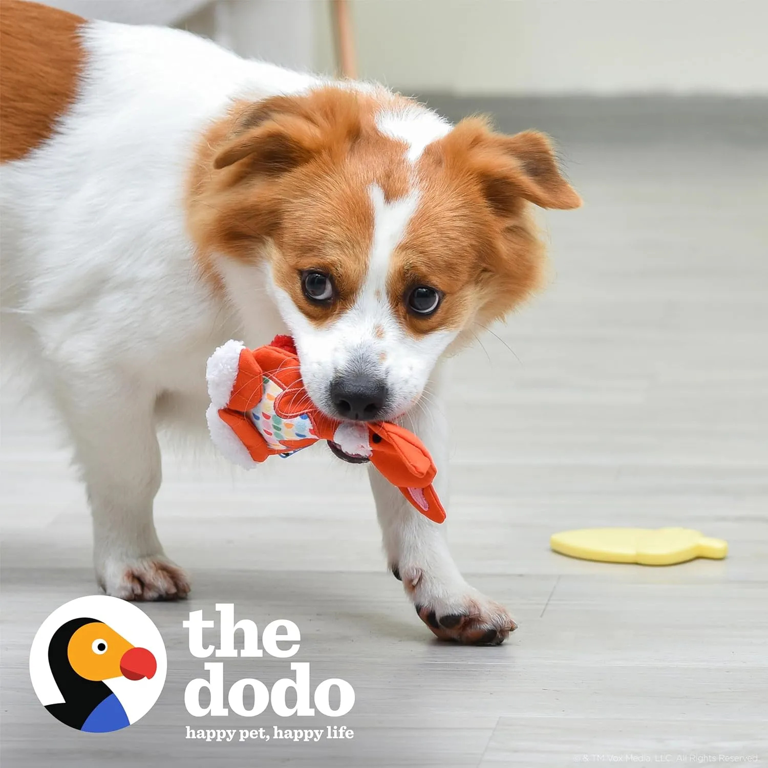 The Dodo Woodland Animals Stuffingless 2pc Dog Toy Set: Squirrel & Acorn; No Plush Squeaky Squirrel Flattie Dog Toy   Rubber Acorn Chew Toy; Durable Toys for Dogs